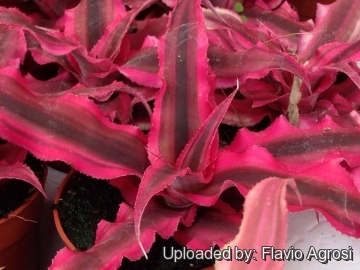 Cryptanthus cv. Ruby Star