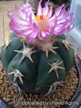 Echinocactus horizonthalonius cv. Sirotoge Suiheimaru