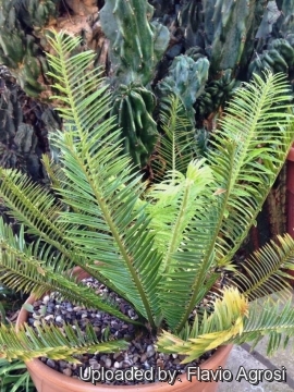 Encephalartos caffer