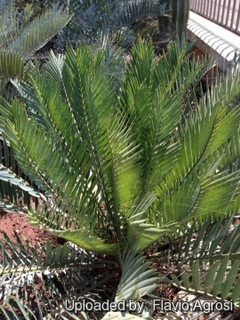 Encephalartos princeps