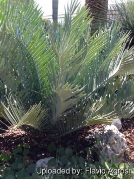 Encephalartos trispinosus