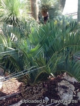 Encephalartos trispinosus