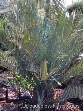 Encephalartos lehmannii