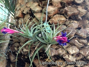 Tillandsia aeranthos