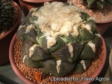 Ariocarpus fissuratus var. lloydii cv. latus