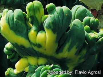 Echinopsis lageniformis f. monstruosa cristata variegata