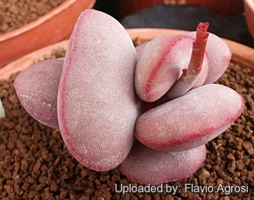 Adromischus marianae var. hallii