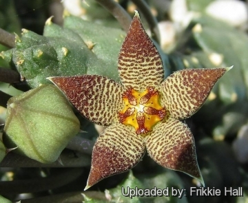 Piaranthus geminatus var. foetidus