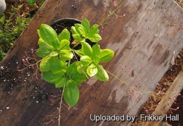 Talinum paniculatum