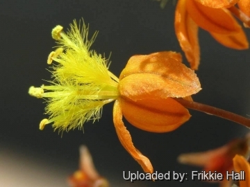 Bulbine frutescens