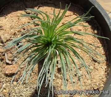 Gethyllis grandiflora