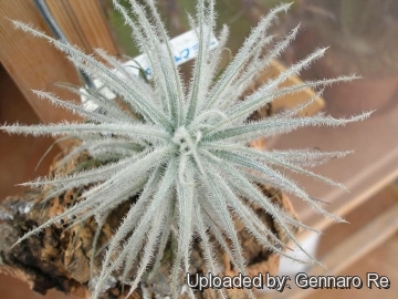 Tillandsia tectorum