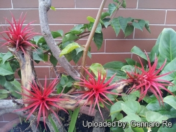 Tillandsia ionantha