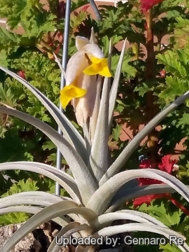 Tillandsia ixioides