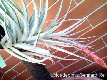 Tillandsia guelzii