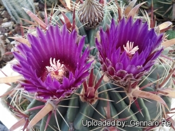 Ferocactus latispinus