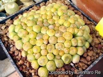 Lithops aucampiae C395 cv. Jackson’s Jade