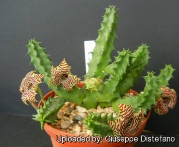 Huernia loeseneriana