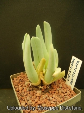 Cheiridopsis denticulata