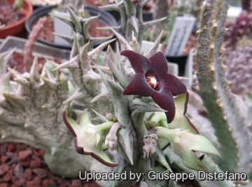 Orbea decaisneana subs. hesperidum f. cristata