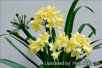 Clivia miniata var. citrina