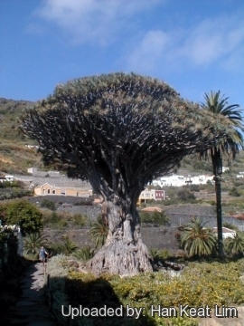 Dracaena draco