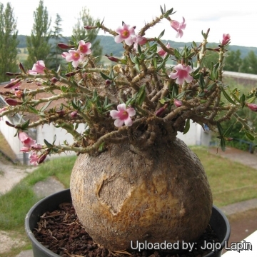 Pachypodium bispinosum