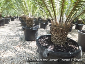 Dioon spinulosum