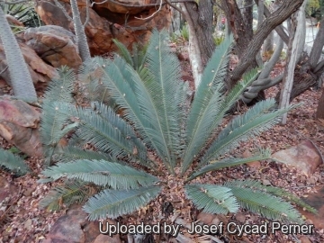 Encephalartos cerinus