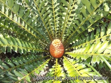 Encephalartos ferox