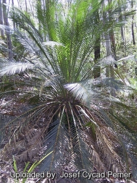 Macrozamia communis