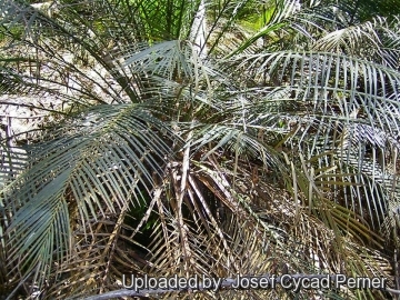 Macrozamia communis