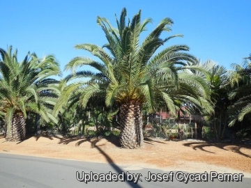 Phoenix canariensis