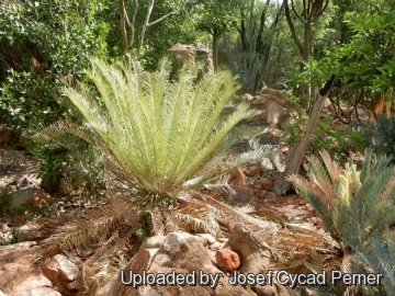 Cycas furfuracea