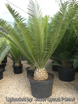 Encephalartos gratus