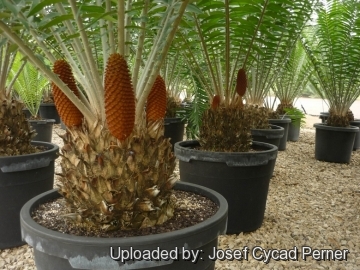 Encephalartos gratus