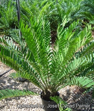 Encephalartos ferox