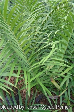 Ceratozamia mexicana