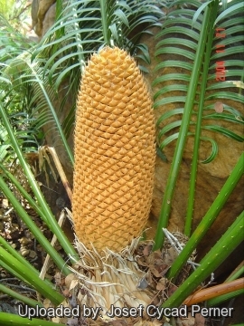 Cycas wadei