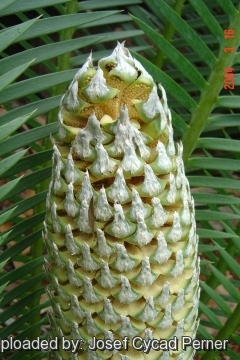 Dioon edule