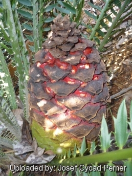 Encephalartos concinnus