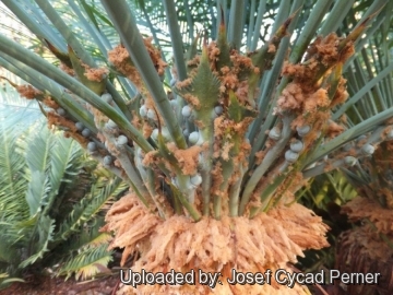 Cycas lane-poolei