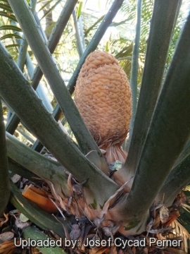 Cycas bougainvilleana