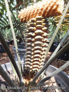 Ceratozamia latifolia