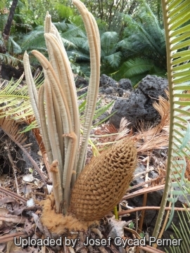 Cycas siamensis