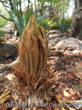 Cycas conferta