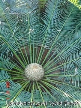 Cycas sphaerica