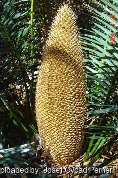 Cycas sphaerica