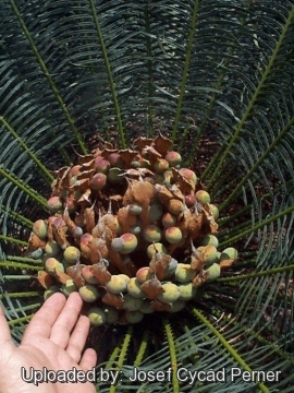 Cycas maconochiei