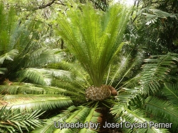 Cycas pectinata